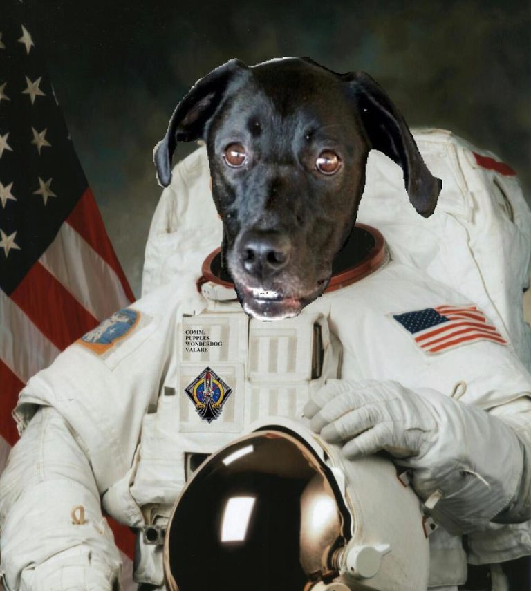 Dog Parks on Mars The Book Dog Parks on Mars